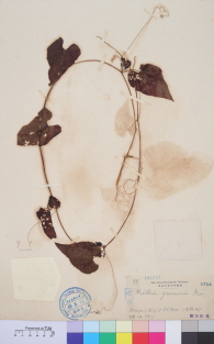 Specimen thumbnail